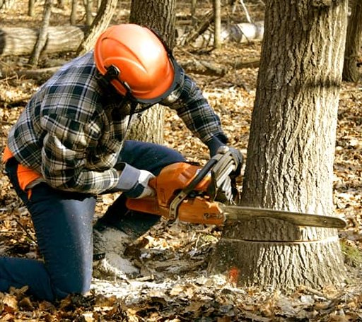 Tree Removal in Stockdale, TX